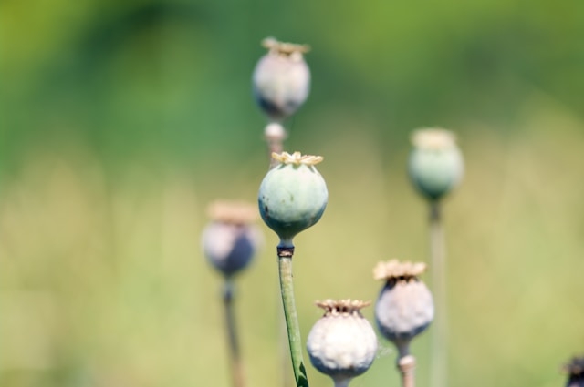 Plantes sauvages somestibles en campagne